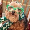 doggienanny